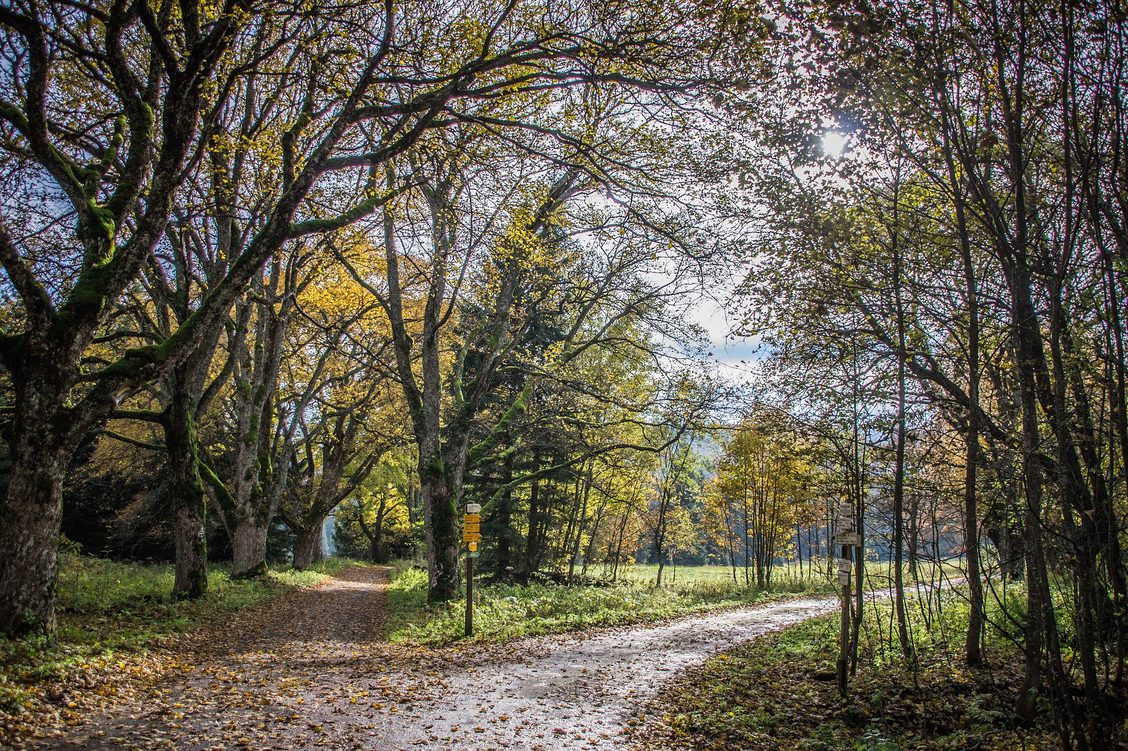 diverging paths by daylight in thinly wooded area. 